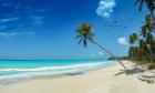 MALDIVE - CALYCANTHUS VIAGGI